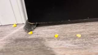 My cats are corn lovers  Please watch til the end [upl. by Ynogoham120]