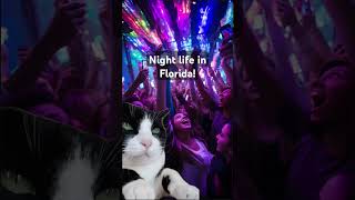 The Tuxedo cat Uncovering the Best Nightlife Spots in Florida Miami to Orlando [upl. by Bartley592]