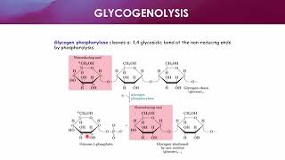 Acid Hydrolysis of Glycogen [upl. by Flannery]