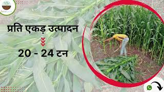 🌱सी अफ्रीकन लंबा मक्का  अधिक उपज देने वाला मक्का बीज  African Tall Maize farmguru फार्मगुरू [upl. by Alsi]