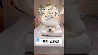 8 팬트하우스 사는 댕댕이 댕댕이 댕댕이마사지 댕댕이브이로그 댕댕이샵 애견샵 dog dogcare dogmassage dogshop [upl. by Sidwel]