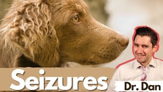 Dog seizures Dr Dan covers symptoms diagnosis and treatment of seizures in dogs [upl. by Eniarrol]