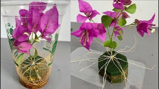 The easiest and simplest way to propagate bougainvillea branches in the world  Not everyone knows [upl. by Yanaton459]