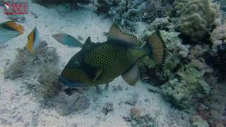 TRIGGER FISH PROTECTING EGGS [upl. by Alyahsat]