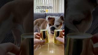 Does floppy ears and a big squishy face count as cute englishbulldog dogsofyoutube shorts [upl. by Clinton]