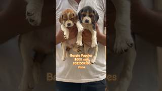 Beagle Puppies for sale in pune mumbai in 8000 only ♥️ 😍 beagle pets shorts like [upl. by Estell]