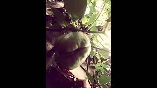 BUAH BIKIN CUANngiseng [upl. by Harts112]