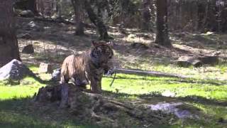 Dragkamp sumatratiger [upl. by Otsenre]