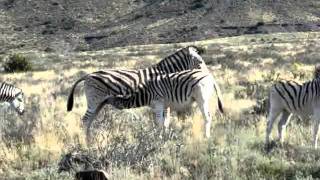 Baby Burchells Zebra suckling in Karoo National Park [upl. by Diana]