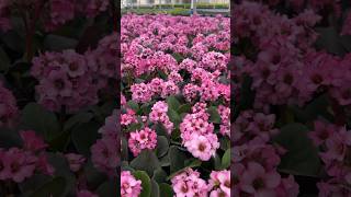 Bergenia ‘Miss Piggy’ is blooming in our greenhouse right now🩷 gardening plants flowers [upl. by Jenda]