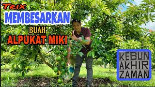 BONSAI LAMPUNG DI KEBUN AKHIR ZAMAN  POHON ALPUKAT MIKI BERBUAH LEBAT [upl. by Hidie]