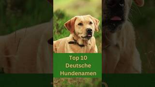 Top 10 der schönsten deutschen Hundenamen für verschiedene Hunderassen große und kleine [upl. by Ffoeg]