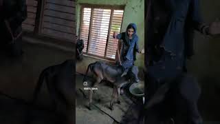 Rusna Bateu 😂😂 new haryanvi song newharyanvisong subscribe youtubechannel [upl. by Lilla]