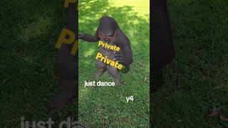 Gorilla dances like michael jackson [upl. by Lamej]