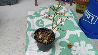 Japanese Maples PreBonsai Spring Wakeup Part 1 [upl. by Aire]