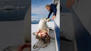 A touching story about a mother seal calling for help from the sailors on the ship to save her baby [upl. by Llekcor]