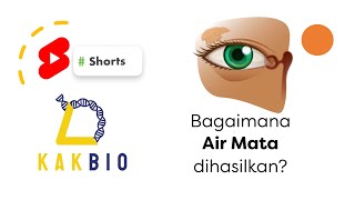 Bagiamana Air Mata Dihasilkan  Shorts [upl. by Rick]