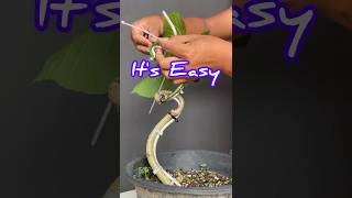 How to Make a Bonsai Tree Easily [upl. by Finegan]