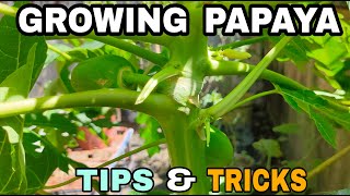 Growing Papaya at Home  Topping Pruning and Fertilizing Tips  English Caption [upl. by Edea]