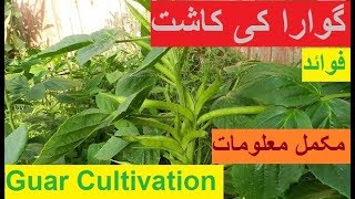 Guar Cultivation In India  Pakistan [upl. by Calloway]