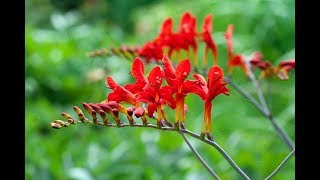 Storing Crocosmia Bulbs [upl. by Sivrat]