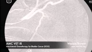 AMC VET IR IA CHEMO TCC Weisse [upl. by Scrogan885]