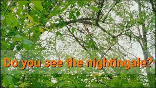 Beautifull nightingale song  Forest music of nature [upl. by Elburt]