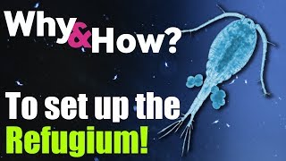 How to set up the ULTIMATE Refugium For Reef Tank  Why amp How [upl. by Danzig]