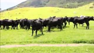 Cows Vs Remote Control Car Benny Hill Edition [upl. by Dryden]