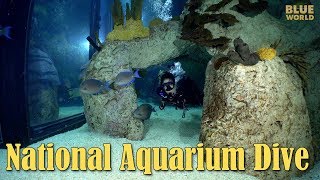 National Aquarium Visit  JONATHAN BIRDS BLUE WORLD [upl. by Eiramanel774]