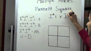 Multiple Alleles Punnet Square [upl. by Yelime]