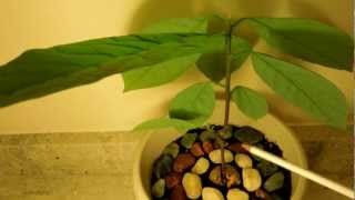 How to cultivate a dwarf avocado tree with potential high productivity [upl. by Alanna]