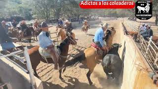 Coleadero de paga en rancho el banco lienzo charro dos carnales de tlaltenango Zacatecas [upl. by Riatsila]