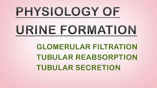 WinnersedutalkPhysiology of urine formation Urinary System part4 Biolectures Malayalam [upl. by Tennaj]