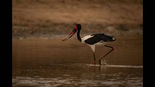 Saddlebilled stork trying to pick up fish [upl. by Olifoet]