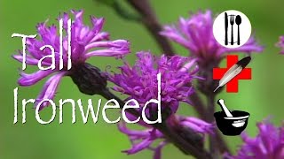 Tall Ironweed Edible Medicinal amp Other Uses [upl. by Anidan943]