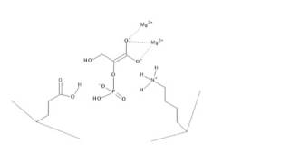 CHEM 407  Glycolysis  9  Enolase [upl. by Maer]