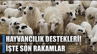 Hayvancılık Destekleri Artırıldı İşte Son Çoban Ve Küçükbaş Destek Fiyatları [upl. by Carine128]