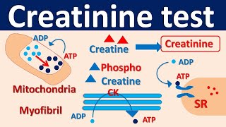 Serum Creatinine test [upl. by Hoffert]