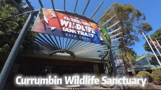 202409 Currumbin Wildlife Sanctuary  Gold Coast [upl. by Nirtiac]