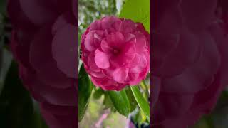 La Flor de la Camelia en el Castillo de Sotomayor [upl. by Saiff494]