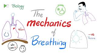 The mechanics of breathing 😮‍💨  Normal inhalation and exhalation  Respiratory Physiology [upl. by Mccafferty]