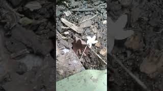 ants road ants wildlife nature congo amazon shorts [upl. by Meda]