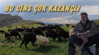 130 KARA KEÇİ 1 YILDA KAÇ PARA KAZANDIRIR  SIFIR MALİYET KEÇİ BAKMAK [upl. by Ailahs]