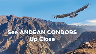 Colca Canyon in Peru 5 Tips For Spotting Andean Condors [upl. by Lema]