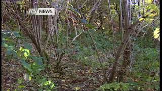 BOCCONI AVVELENATI SUL MONTELLO ALMENO TRE CANI MORTI [upl. by Amsirac359]