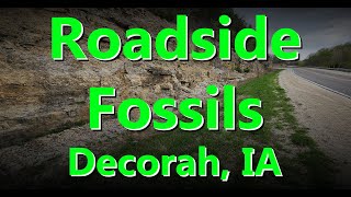 Roadside Fossils Decorah IA Ordovician Formation [upl. by Ariam]