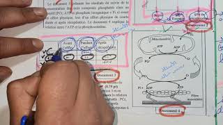 Le rôle du muscle squelettique strié exercice national 8📝🔬📚respect respectshorts [upl. by Issor]