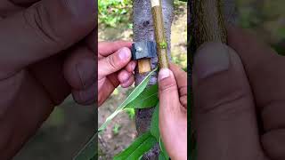 diy grafting tools graft bushcraft satisfying burjkhalifa diy islamicfigure [upl. by Griffith]