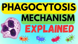 INSIDE THE PHAGOCYTOSIS MECHANISM  EXPLAINED IN 1 MINUTE AND MADE EASY [upl. by Cornela]